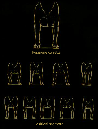 Giusta postura dell'amstaff