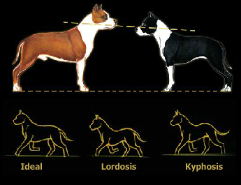 American Staffordshire Terrier back