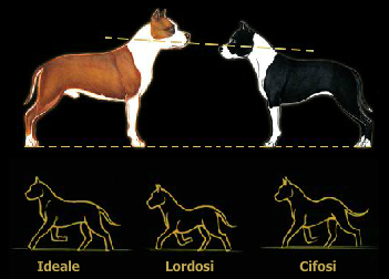 Corretto portamento nell'amstaff