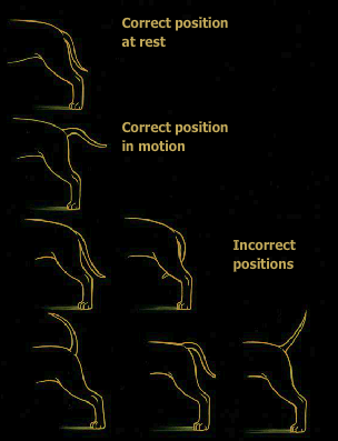 Correct Am Staff tail
