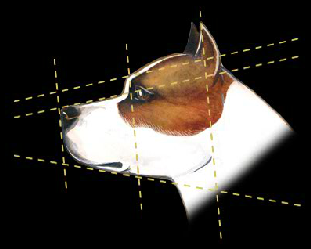 Testa dell'american staffordshire terrier