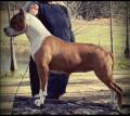 De Paco XZ Ring Master Lady 
