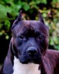 Gotti Head 19 months