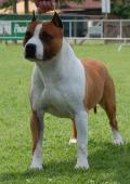Texan - Int. Ch. De Paco X-Z Texas Rascal