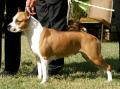 BIS/BISS Ch. De Paco XZ Hollywood Gold Bolt