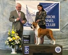Chubby AKC Champion