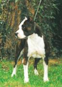 De Paco XZ Woodlilly