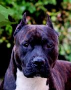 Gotti Head 19 months