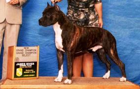 Gotti Grand Champion