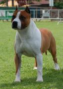 Texan - Int. Ch. De Paco X-Z Texas Rascal