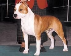 Burt - Ch. De Paco XZ Red Rascal