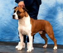 AKC Ch. De Paco XZ Tougher Than The Rest