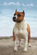 Buffy - De Paco XZ Wild Belle Bolt
