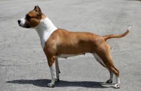 Buffy - De Paco XZ Wild Belle Bolt