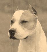 Ch. De Paco XZ Red Rascal