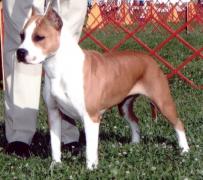 Goody - BIS/BISS Ch. De Paco XZ Hollywood Gold Bolt