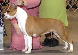 Goody - Ch. De Paco XZ Hollywood Gold Bolt