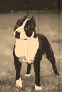 Ch. One Stone Sonny De Paco