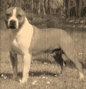 Int. Ch. De Paco X-Z Texas Rascal