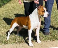 WOP new AKC champion