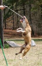 Jumping Am Staff