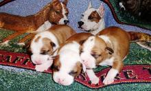 De Paco puppies